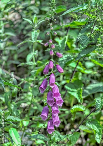 Digitalis plant © Michael Knöbl