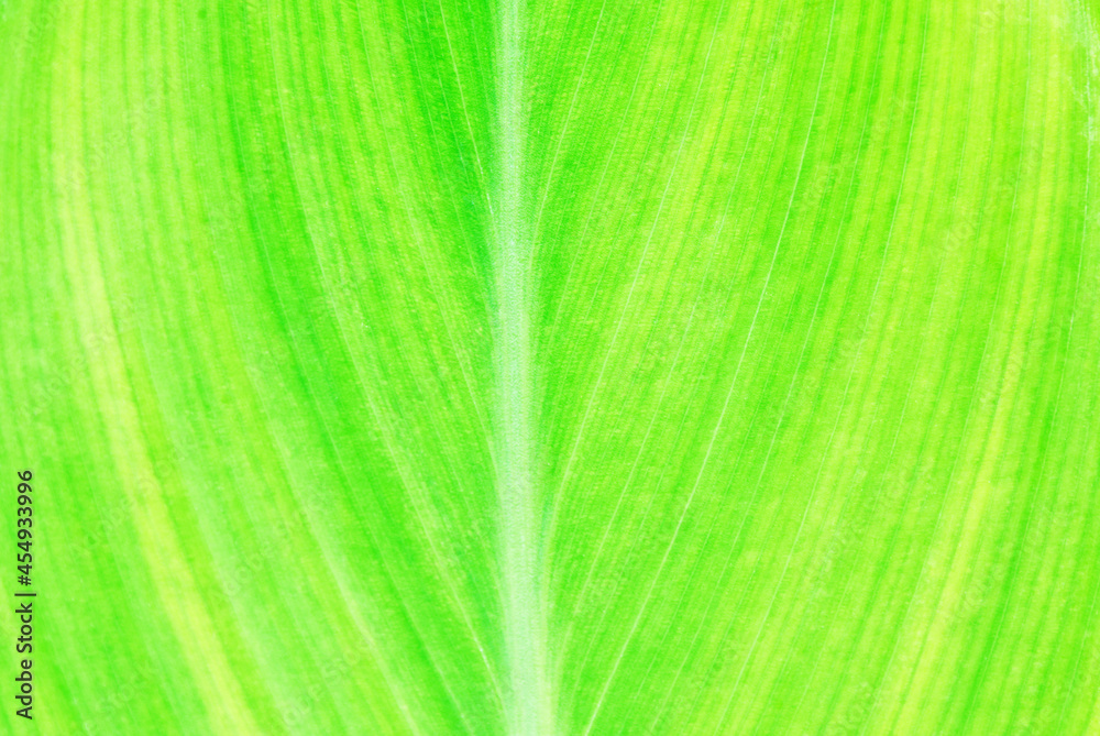 A natural yellowish green leaf pattern fills the frame for the background. A natural yellowish green leaf pattern fills the frame for the background.