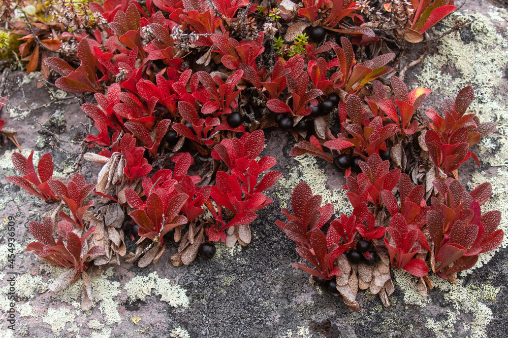 Vibrant red Alpine bearberry, Arctous alpina with dark ripe berries during autumn foliage in Finnish Lapland, Northern Europe. Vibrant red Alpine bearberry, Arctous alpina with dark ripe berries during autumn foliage in Finnish Lapland, Northern Europe.