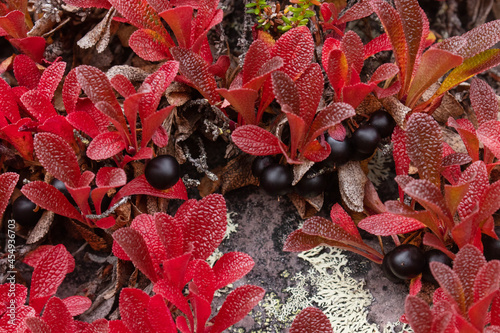 Vibrant red Alpine bearberry, Arctous alpina with dark ripe berries during autumn foliage in Finnish Lapland, Northern Europe.  photo