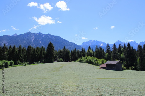 Sommerwiese