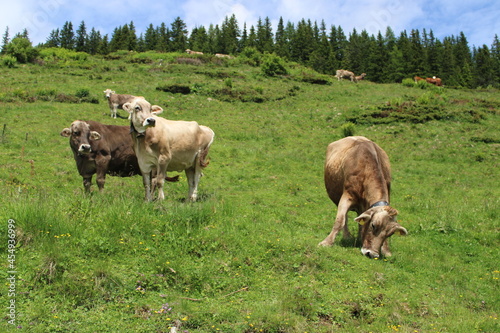 Kühe in den Alpen