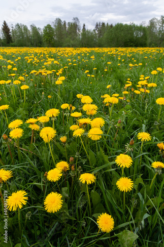 Springtime grassland covered with blooming bright yellow Common dandelion, Taraxacum officinale flowers. Shot in Estonia, Northern Europe. 