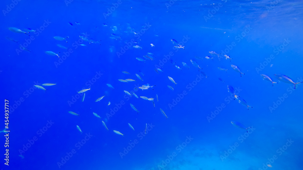 beautiful underwater waters of the red sea at the bottom of which schools of blue striped fish swim beautiful underwater waters of the red sea at the bottom of which schools of blue striped fish swim