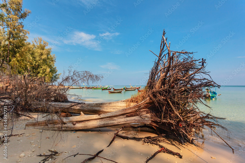 Dead tree trunk on beach