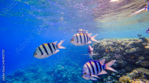 underwater kingdom of the red sea striped fish swim