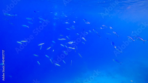 beautiful underwater waters of the red sea at the bottom of which schools of blue striped fish swim