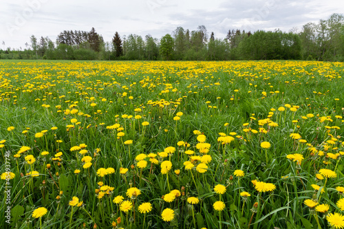 Springtime grassland covered with blooming bright yellow Common dandelion, Taraxacum officinale flowers. Shot in Estonia, Northern Europe.  © adamikarl