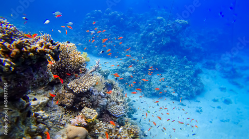 a beautiful view of the coral of the underwater red sea near which many tropical red fish swim