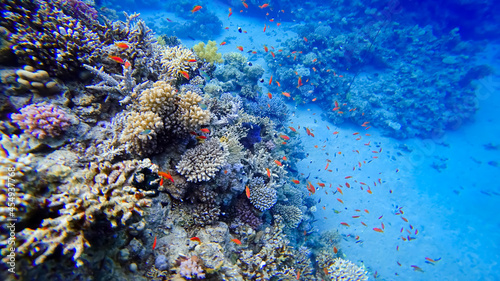 Fototapeta Naklejka Na Ścianę i Meble -  a beautiful view of the coral of the underwater red sea near which many tropical red fish swim