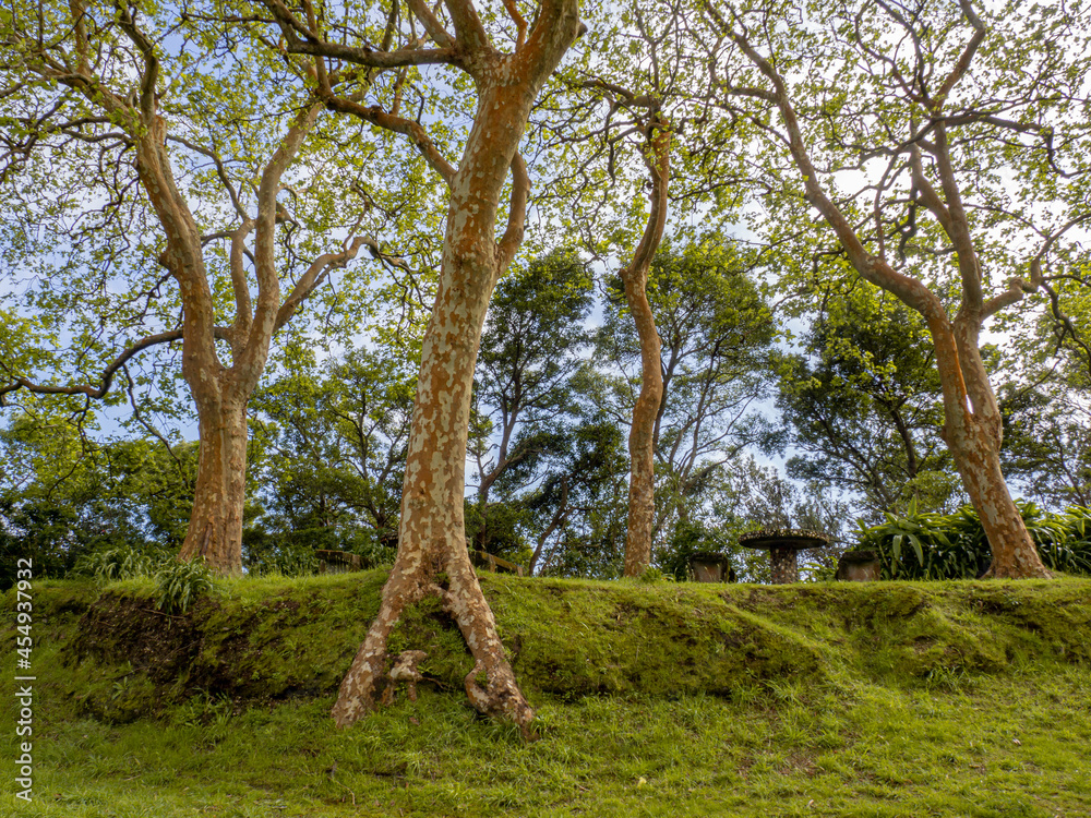 Amazing natural wild green trees in são miguel, the green island, ilha verde, açores, azores, portugal