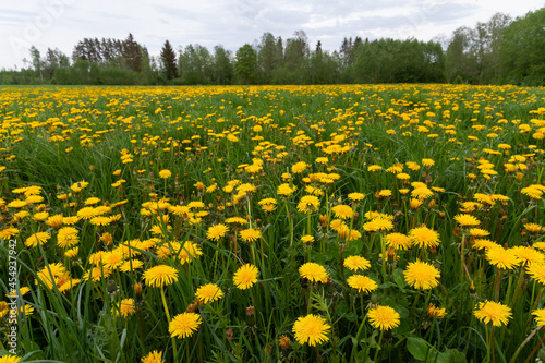 Springtime grassland covered with blooming bright yellow Common dandelion, Taraxacum officinale flowers. Shot in Estonia, Northern Europe. 