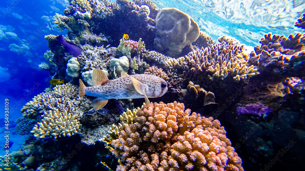 Fototapeta premium close-up of a puffer fish on the background of corals that is located in the red sea