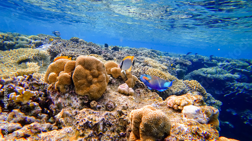 Fototapeta Naklejka Na Ścianę i Meble -  colorful tropical fish swim near the coral reefs of the red sea