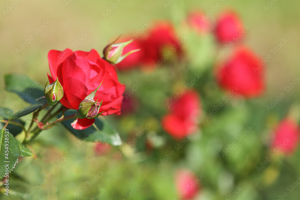 Red roses in the garden, blurred background Red roses in the garden, blurred background