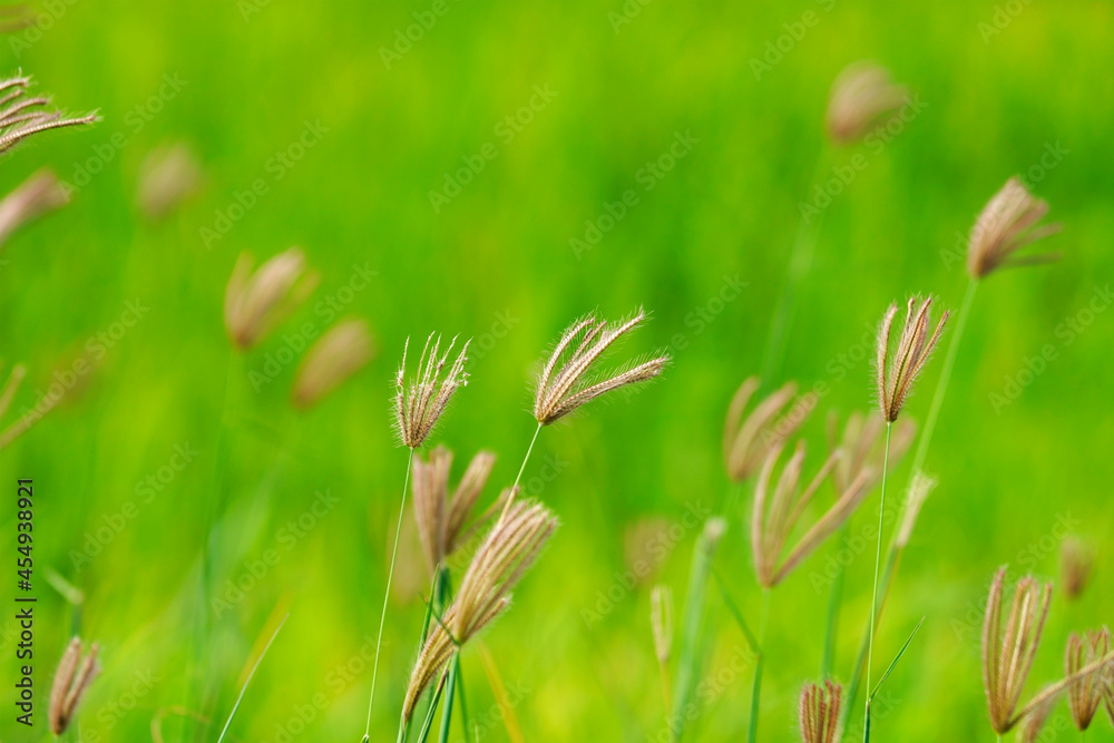 reeds grass flower reeds grass flower