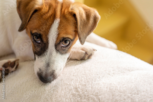 cute muzzle puppy jack russell terrier looks into the eyes on a white pillow at home waiting for the owner, horizontal © Nataliia Makarovska