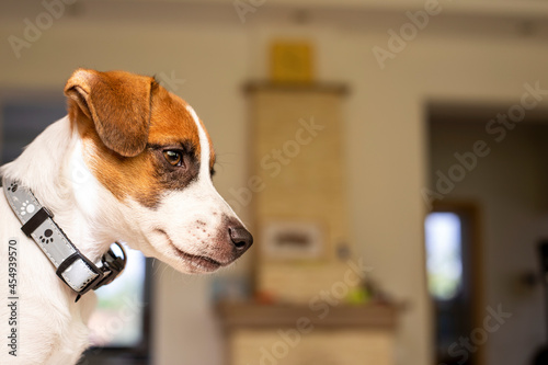 cute muzzle puppy jack russell terrier in profile waiting for the owner, horizontal. © Nataliia Makarovska