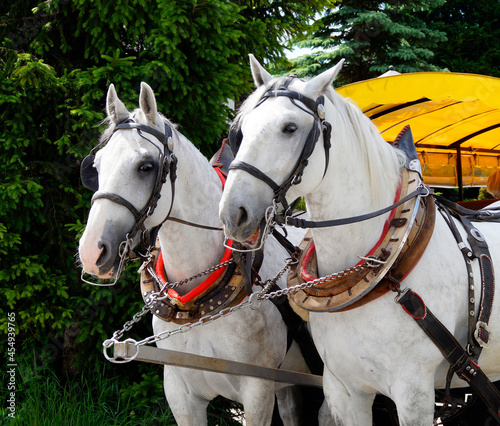 two cute white horses harnessed into a yellow carriage in Seefeld in Austria © Julia
