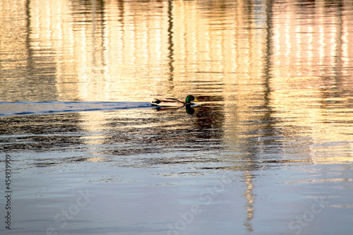 ducks on the river