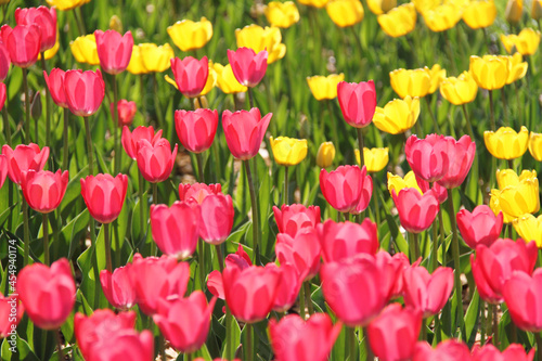 field of tulips