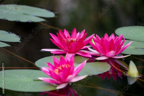 beautiful pink water lily in a pond surface close up