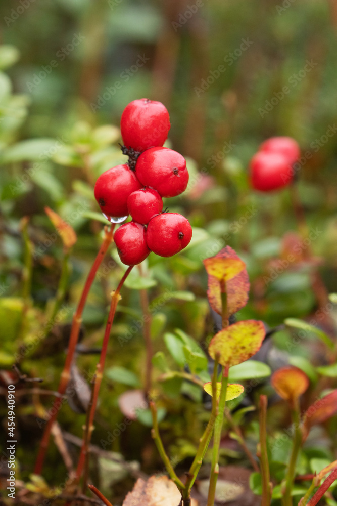 Red ripe Dwarf cornel, Cornus suecica berries in Finnish Lapland, Northern Europe. Red ripe Dwarf cornel, Cornus suecica berries in Finnish Lapland, Northern Europe.
