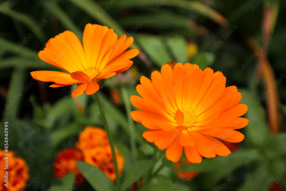 orange calendula flower in the garden wallpaper orange calendula flower in the garden wallpaper