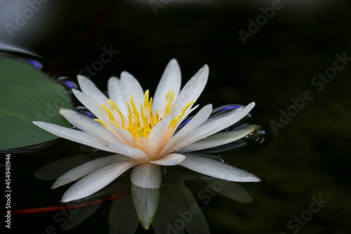 beautiful white water lily in the pond surface close up view