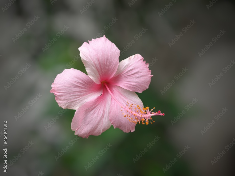 pink and white flower
