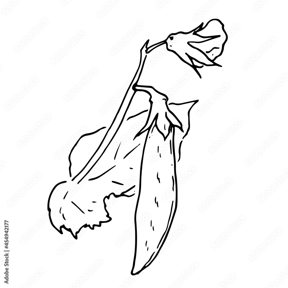 Vector set of pea plants. a sketch-style part of a pea plant with leaves and flowers of a pea pod, isolated black outline on a white background for a design template Vector set of pea plants. a sketch-style part of a pea plant with leaves and flowers of a pea pod, isolated black outline on a white background for a design template