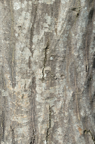 Fototapeta Naklejka Na Ścianę i Meble -  Grey bark of a European hornbeam tree (Carpinus betulus). Focus in the middle.