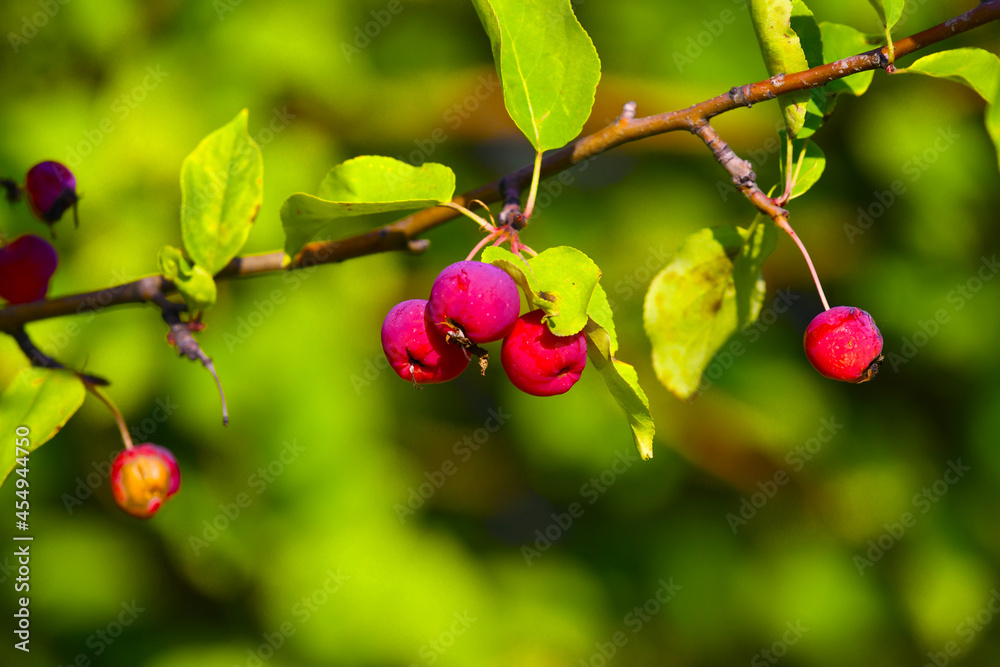 Beautiful and ripe apples, illuminated by the sun, hang on a branch. Red-purple fruits. A delicacy from Southeast Asia. Beautiful and ripe apples, illuminated by the sun, hang on a branch. Red-purple fruits. A delicacy from Southeast Asia.