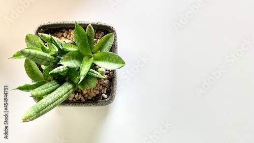 Plant pot on the white table .The concept of minimalism scandinavian style white room interior. Cylindrical snake plant, Spear Sansevieria, Common Spear Plant, Sansevieria cylindrica ,aloe vera plant