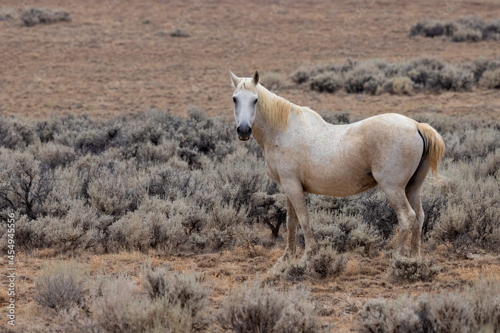 Wild Mustangs at McCullough peak Wild horse Management Area Wild Mustangs at McCullough peak Wild horse Management Area