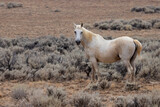 Wild Mustangs at McCullough peak Wild horse Management Area