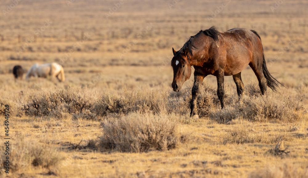Wild Mustangs at McCullough peak Wild horse Management Area Wild Mustangs at McCullough peak Wild horse Management Area