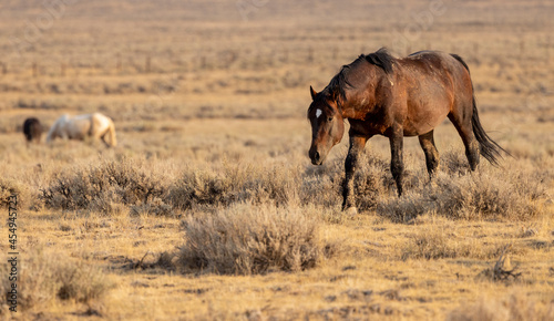 Wild Mustangs at McCullough peak Wild horse Management Area © Dennis Donohue
