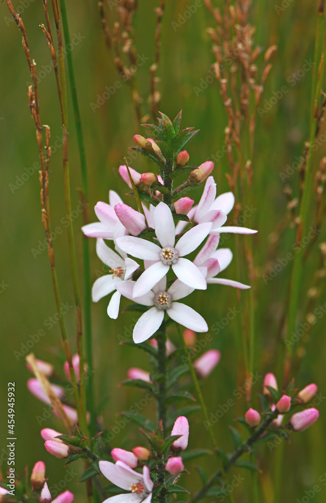 Obraz premium White flowers and pink buds of the Australian native Box Leaf Waxflower, Philotheca buxifolia, family Rutaceae, growing among rushes in heath, Sydney, NSW, Australia. Winter to spring flowering