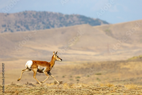 Pronghorn Antelope on Wyoming prairie