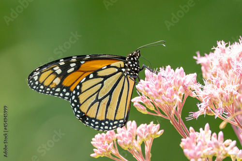 Monarch Butterfly on Pink Flower