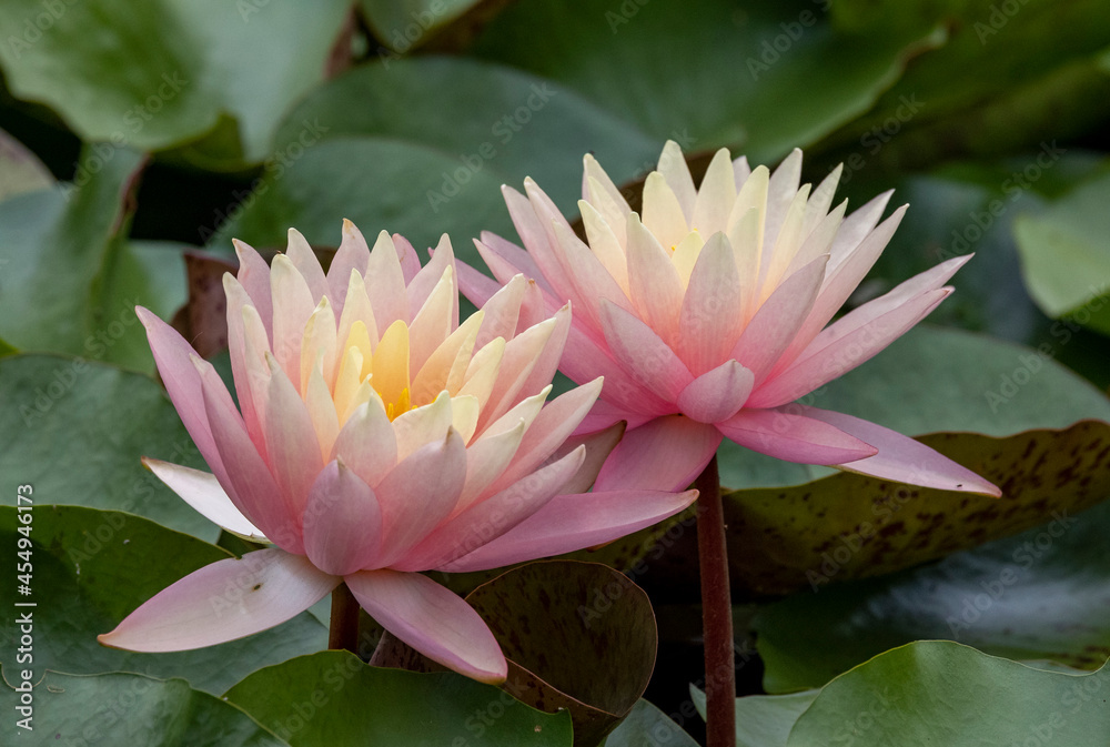 Beautiful Lilly flowers in a wetland marsh Beautiful Lilly flowers in a wetland marsh