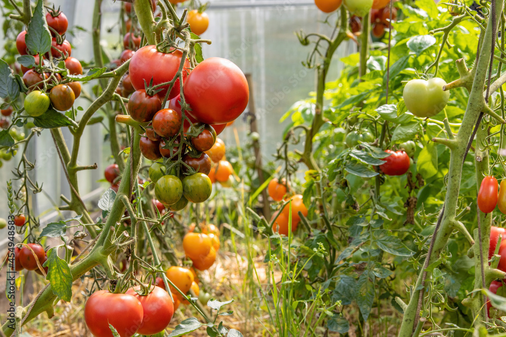 Branches of tomato bushes with bunches of ripe juicy multi-colored tomatoes hanging on cords in a greenhouse