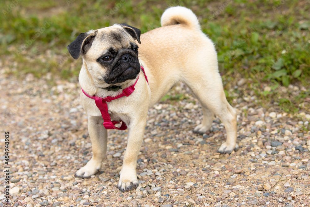 A cute pug puppy in a collar and with red harnesses stands on a dirt road