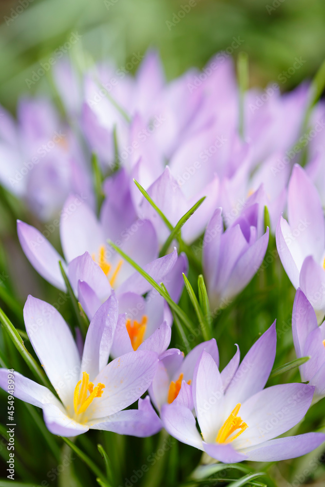 Crocus flowers, purple spring crocuses, UK