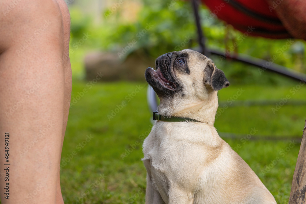 Cute pug puppy sitting at the feet of the owner and looking up