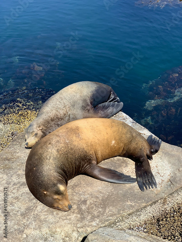 Sleeping sea lions.