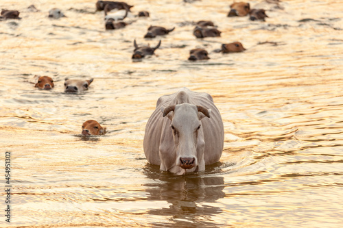 Cows swam in the river