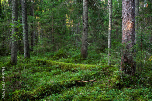 An Estonian old-growth forest with decaying and old trees during a summer evening. 