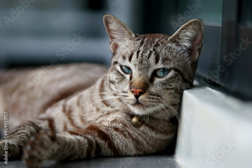 Lovely gray cat sitting at outdoor